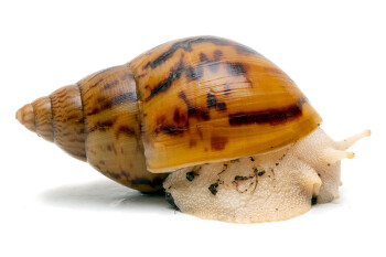 Achatina achatina achatina Ghana albino body